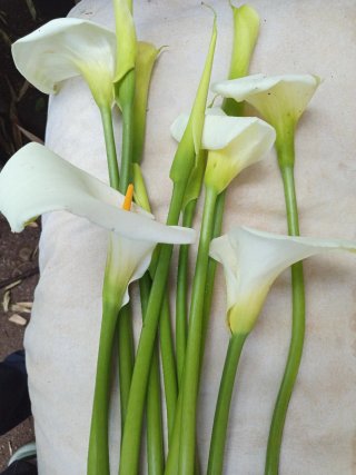 Flores frescas Calas (Oreja de Burro)