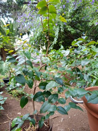 Árbol Frutal  tropical Pitinga 1,60 cm  4 años