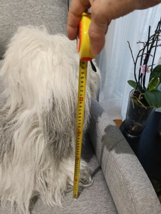 Peluche perro ovejero
