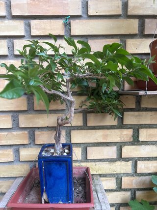 Bonsai Buganvilla 6 años