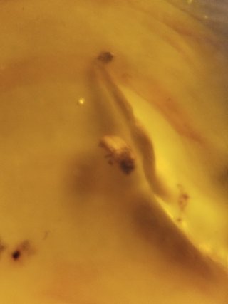 Fósil escarabajo iridiscente Ámbar Crétacico(99Ma)