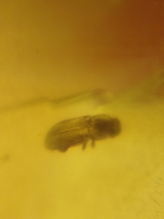 Fósil escarabajo iridiscente Ámbar Crétacico(99Ma)