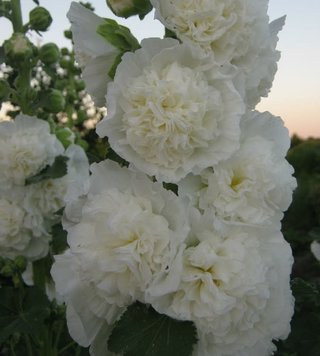 semi Malva XXL Fiore Doppio Bianco