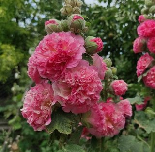 Malva XXL Porpora Intensa Rara