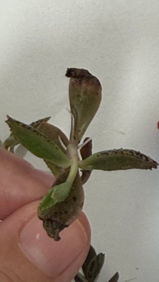 Brotes de Kalanchoe