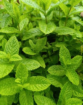 Esqueje menta enraizado