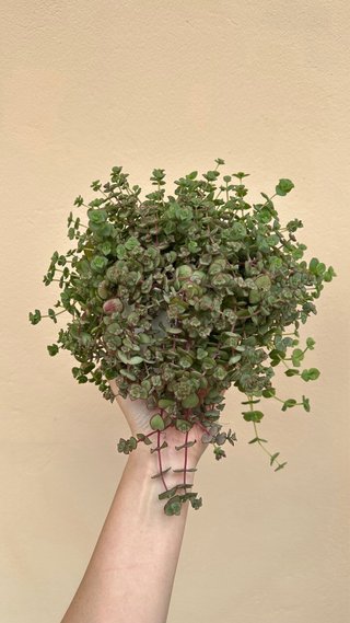 Crassula pellucida planta colgante