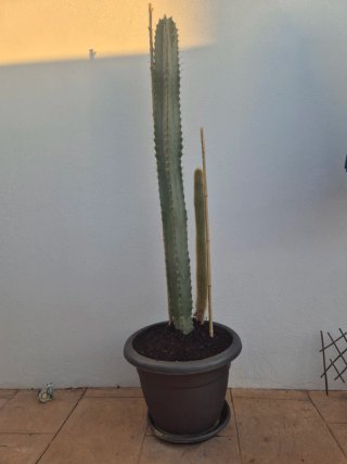 Cactus variados