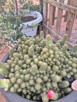 Cactus variados
