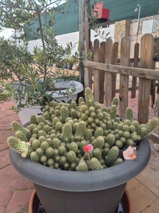 Cactus variados