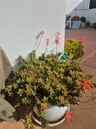 Cactus variados