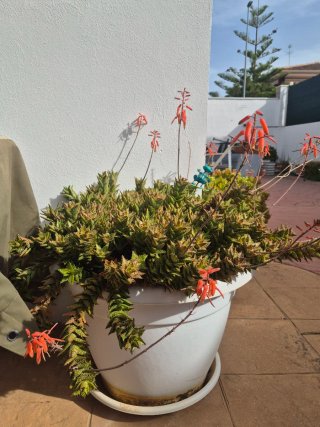 Cactus variados