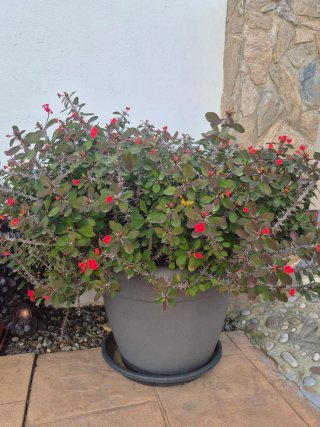 Cactus variados