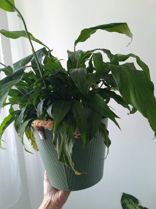 Cuna de Moisés Planta Verde