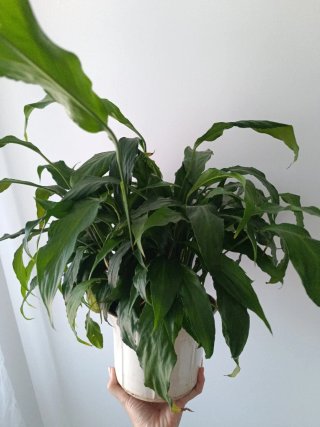 Cuna de Moisés Planta Verde