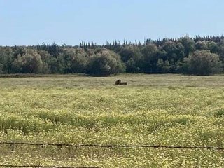 Terreno en venta en Almonte en Almonte