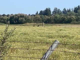Terreno en venta en Almonte en Almonte