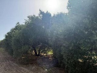 Terreno en venta en Rociana del Condado