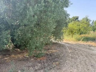 Terreno en venta en Rociana del Condado