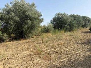 Terreno en venta en Rociana del Condado