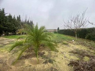 Terreno en venta en Rociana del Condado