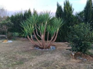 Terreno en venta en Rociana del Condado