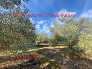 Terreno en venta en Rociana del Condado