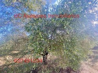 Terreno en venta en Rociana del Condado