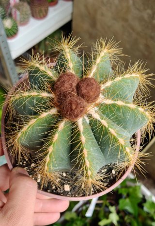 Cactus Parodia magnifica