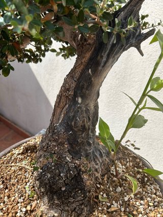 Bonsái Acebuche