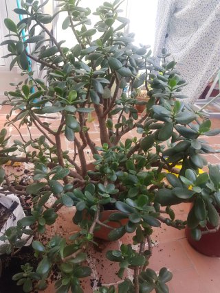 Planta Jade 10 años, recién trasplantada