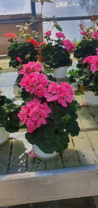 Sustrato Universal Plantas Exterior/Interior 20L