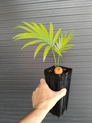 Cycas Rumphii - Caudex