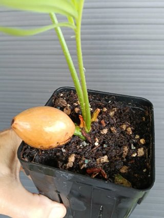 Cycas Rumphii - Caudex