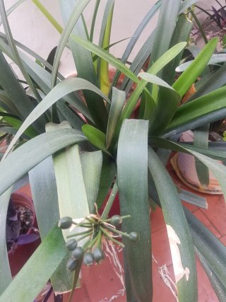Planta Clivia de 5 años
