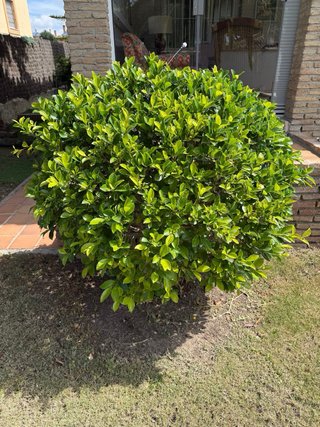 Boj grande plantado en suelo