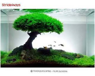 Bonsái Acuario Artesanal. Para Aquaescape