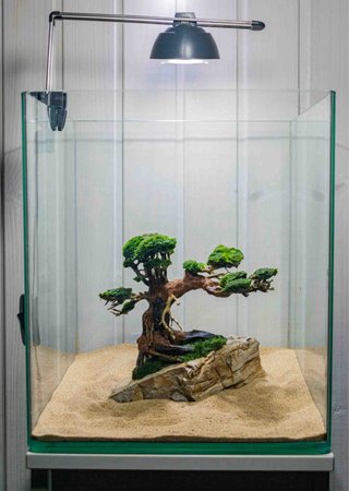 Bonsái Acuario Artesanal. Para Aquaescape