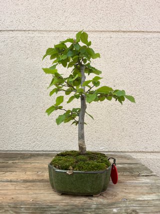 Bonsái Carpe Carpinus Betulus Kifu