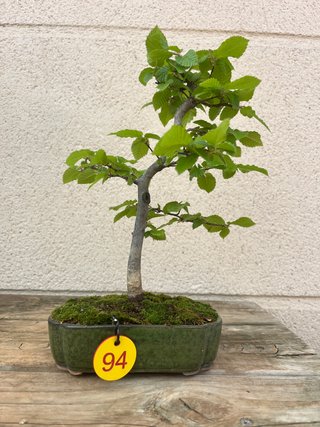 Bonsái Carpe Carpinus Betulus Kifu