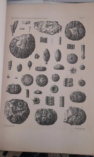 Revision echinides fossiles de la Catalogne (1925)