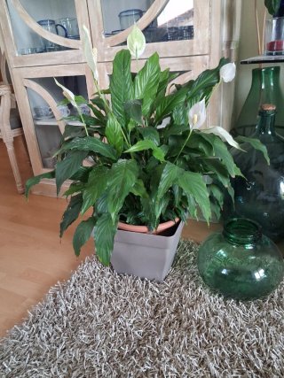 Planta Cuna de Moisés Natural. Salamanca