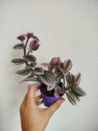 Planta Tradescantia Albiflora Tricolor