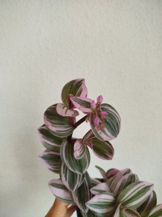 Planta Tradescantia Albiflora Tricolor