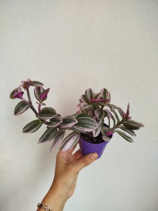 Planta Tradescantia Albiflora Tricolor