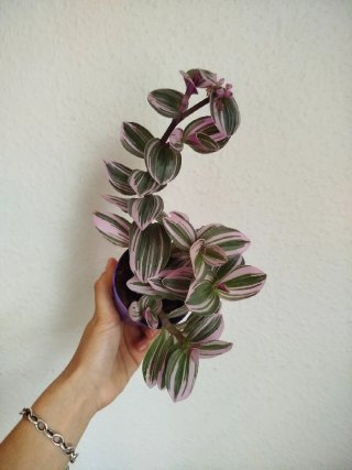 Planta Tradescantia Albiflora Tricolor