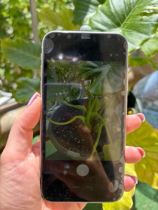 iPhone 11 Apple