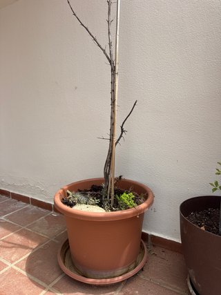 Macetero grande con tierra