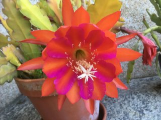 Epiphyllum Rojo-Fucsia