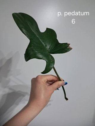Philodendron pedatum talea